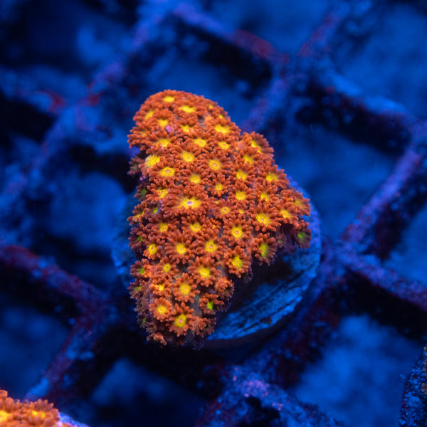 Red short polyp Goniopora