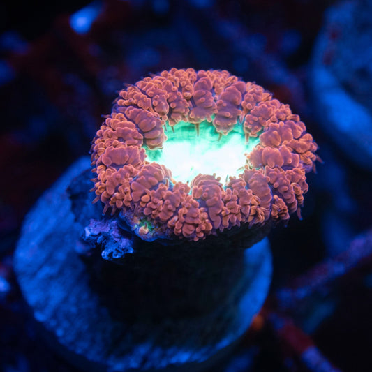 Close-up of a vibrant coral with a dark background