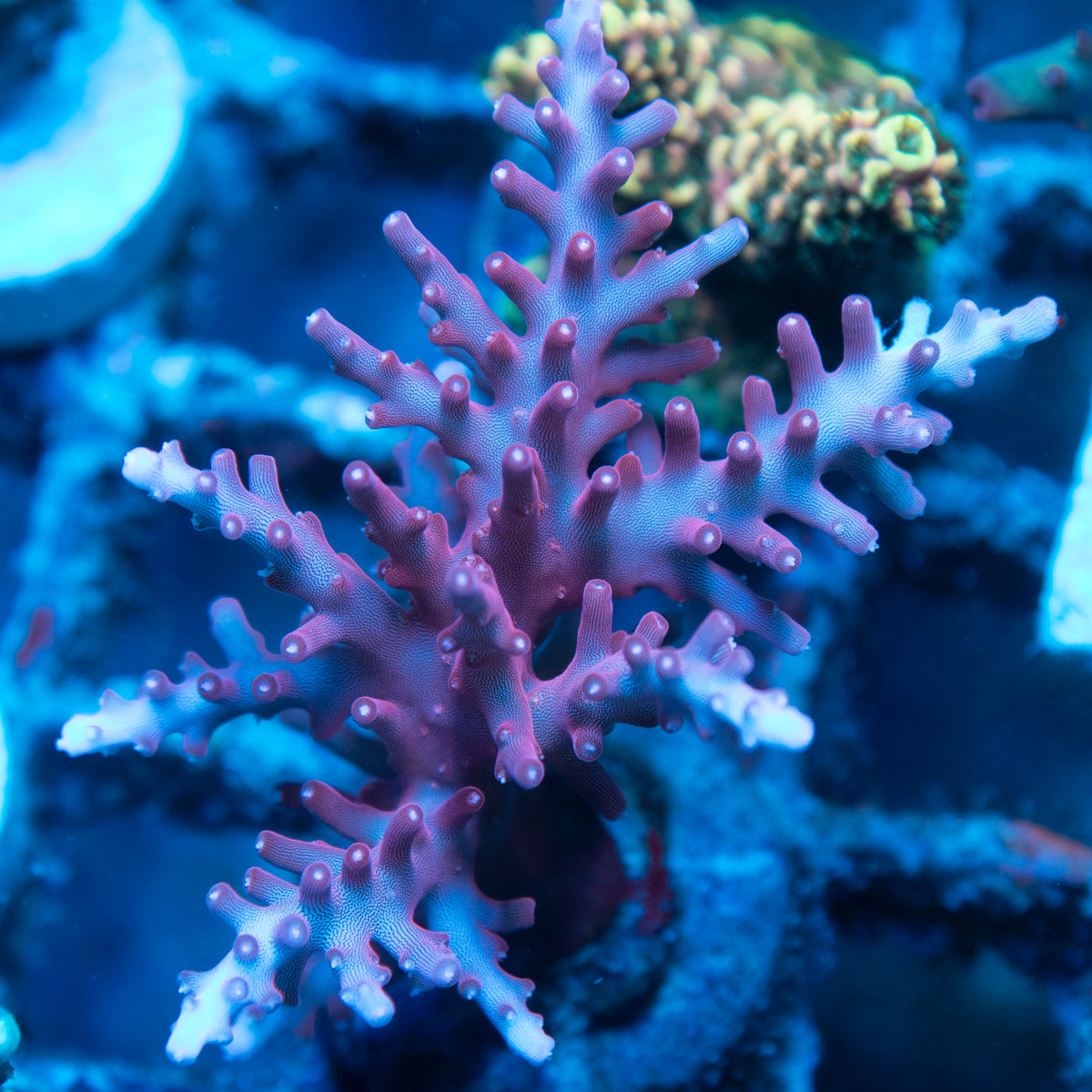 Red Dragon Acropora