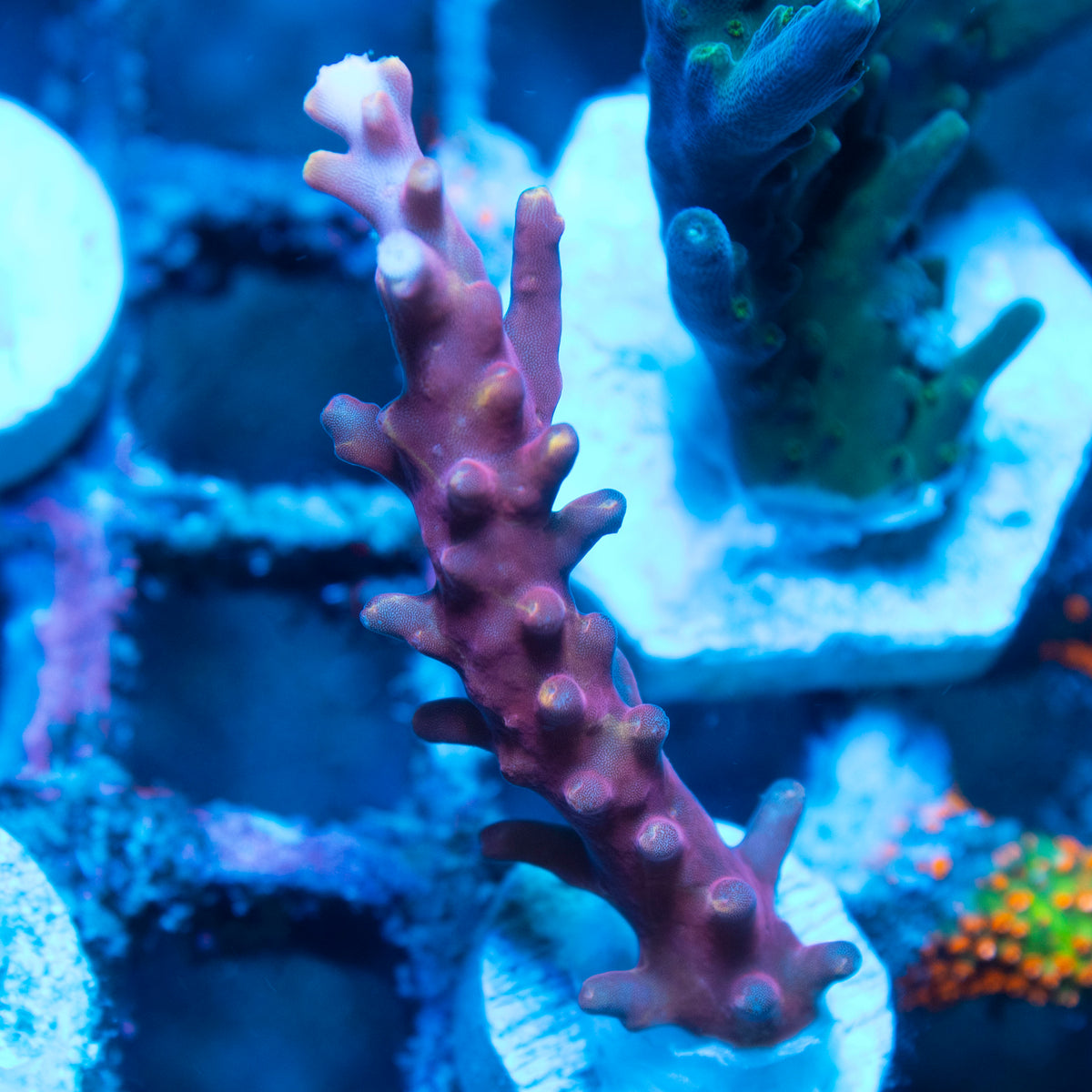 Red Dragon Acropora