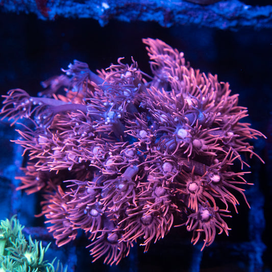 Redish Goniopora Coral