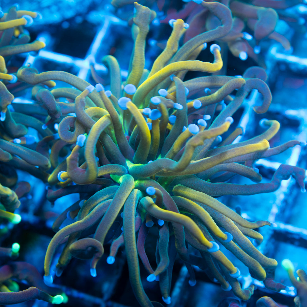 Repunzel Torch live reef coral - AquaGemCorals
