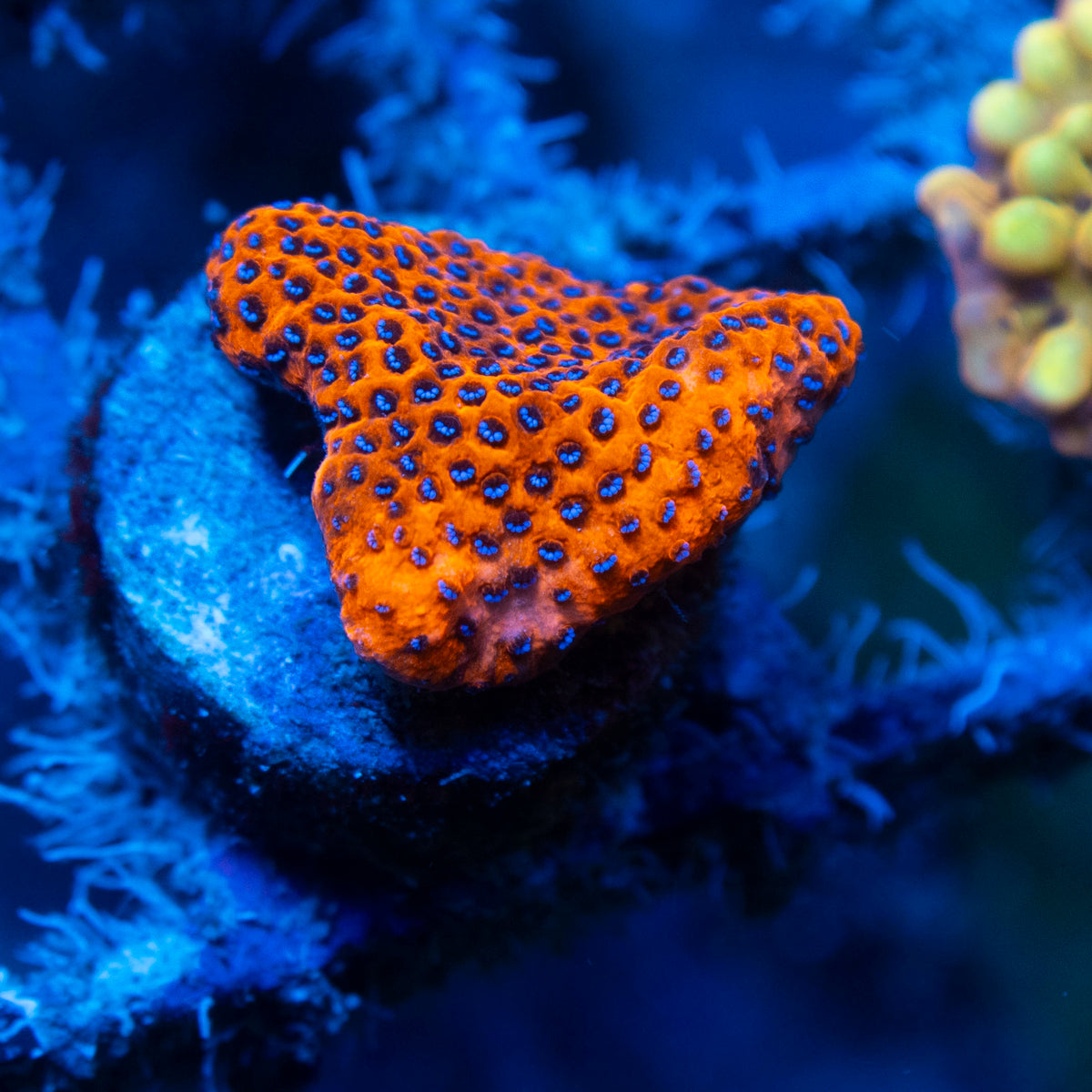 Reverse Superman Montipora live reef coral - AquaGemCorals