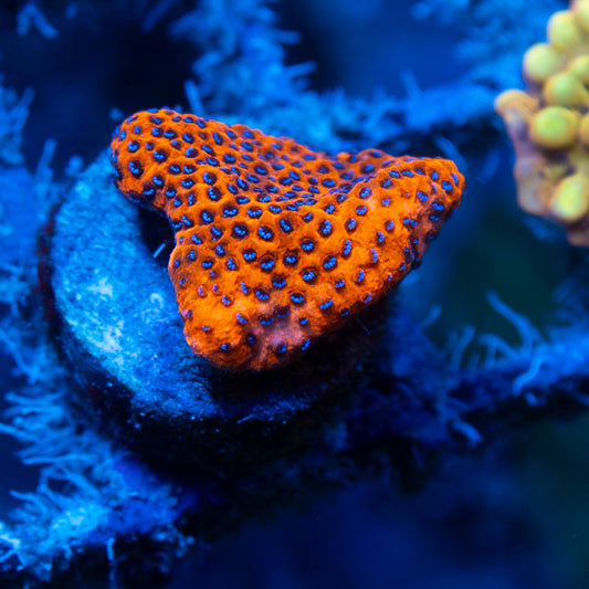 Reverse Superman Montipora live reef coral - AquaGemCorals