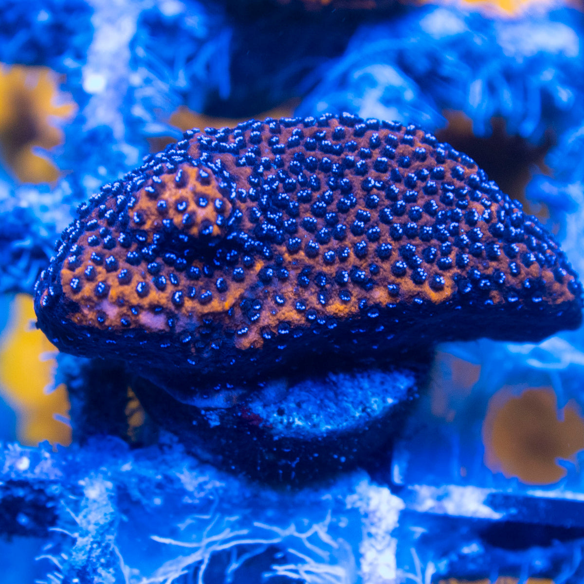 Reverse Superman Montipora live reef coral - AquaGemCorals