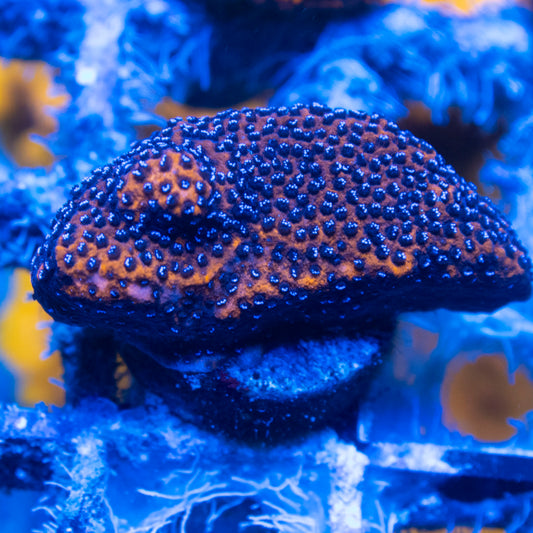 Reverse Superman Montipora live reef coral - AquaGemCorals