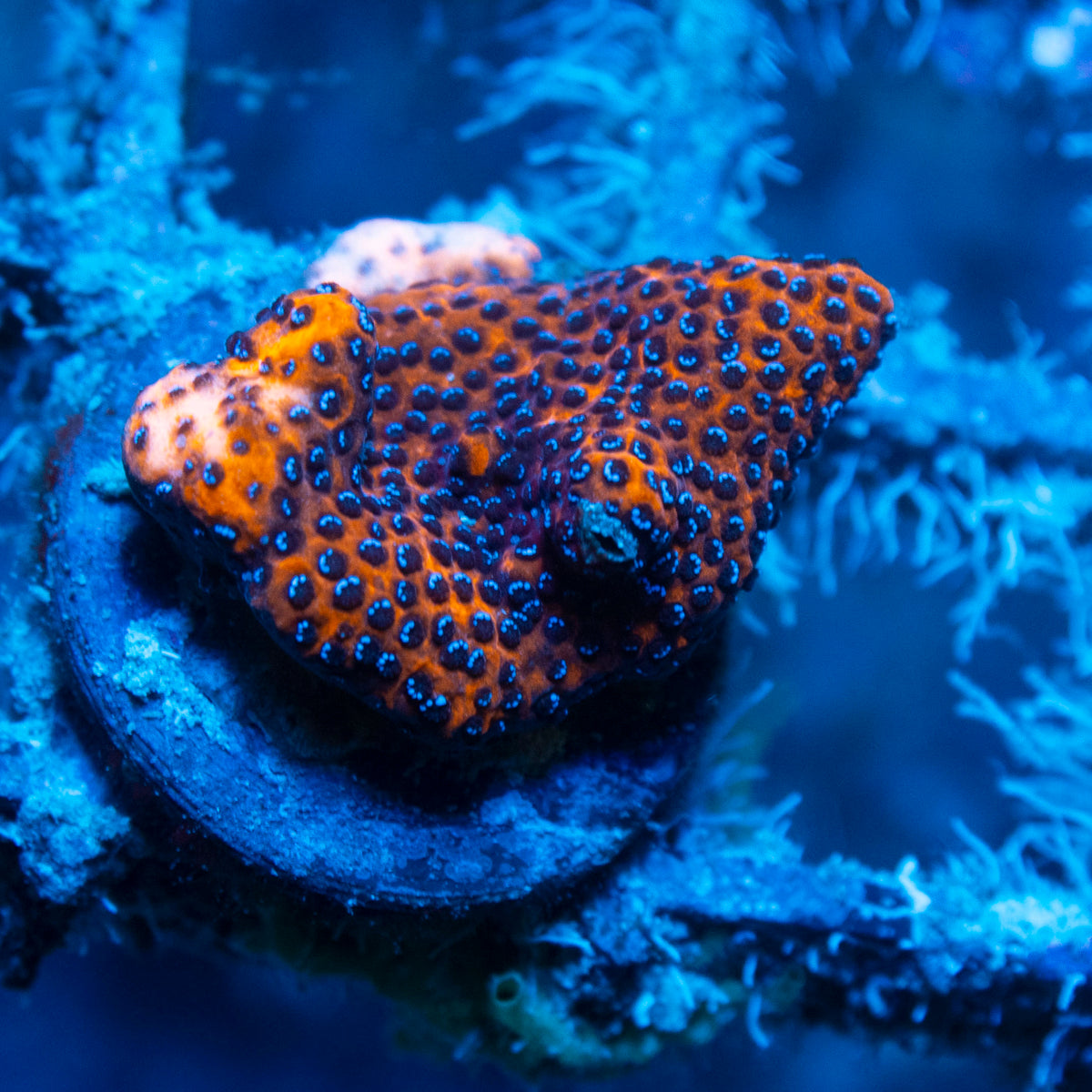 Reverse Superman Montipora live reef coral - AquaGemCorals