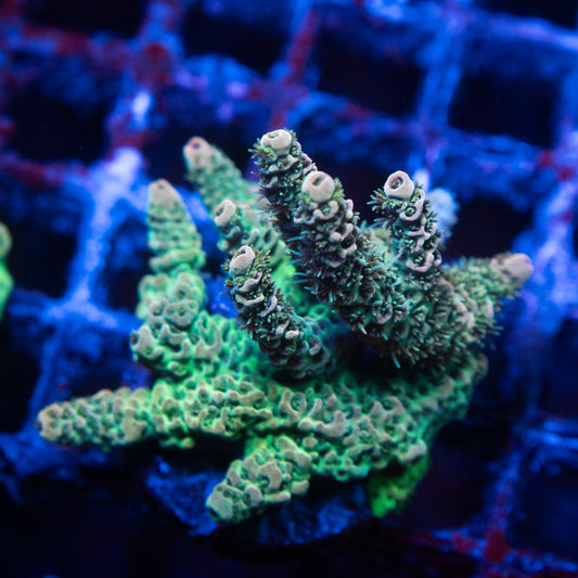 Rose Acropora