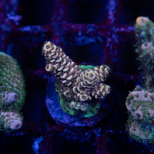 SDC GOLDEN TIGER ACROPORA  - AquaGemCorals