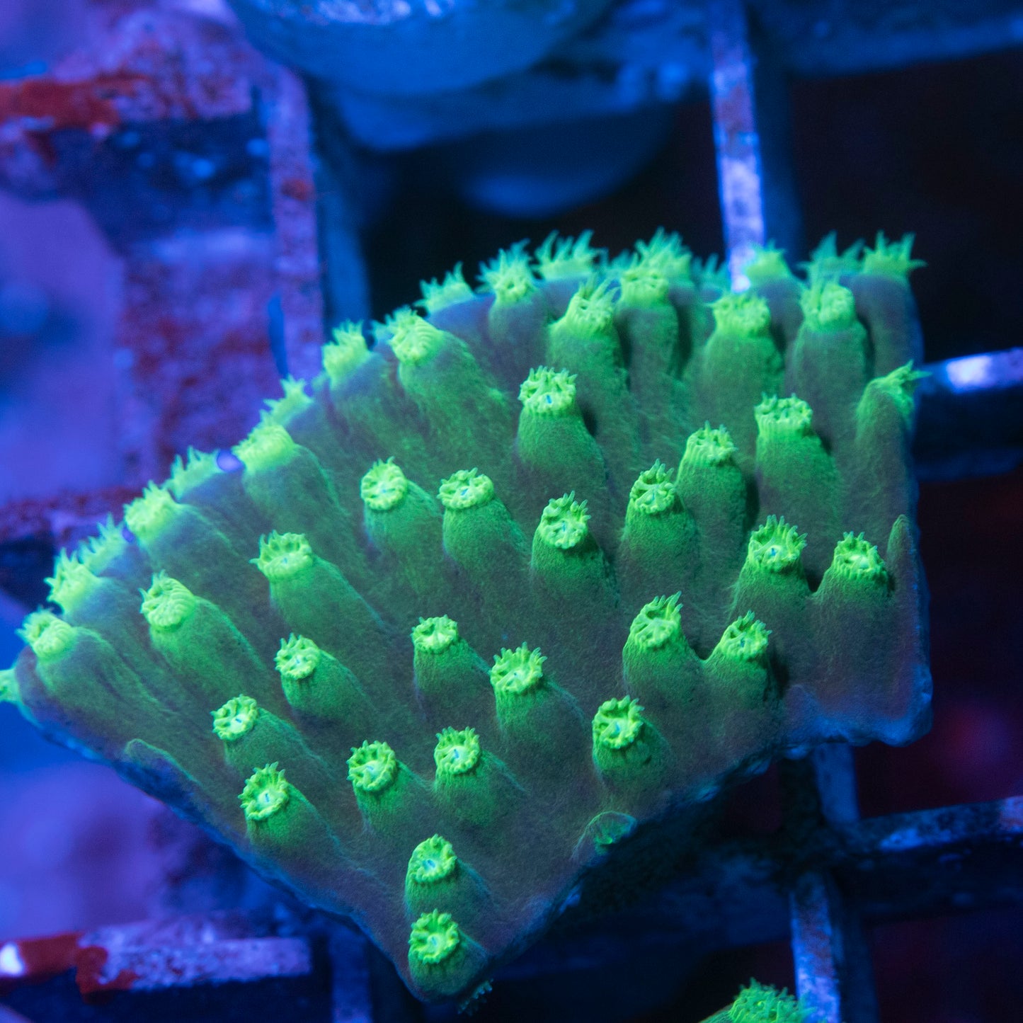 Scroll Coral