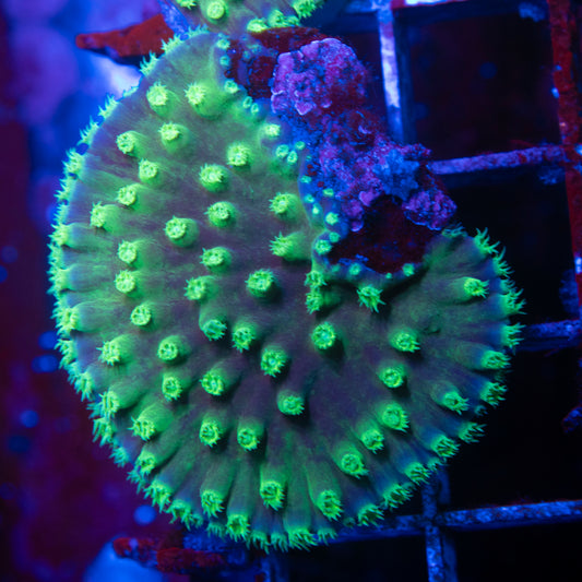 Scroll Coral