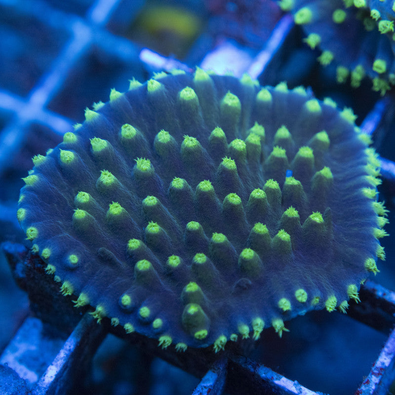 Scroll Coral WYSIWYG live coral for sale at AquaGemCorals