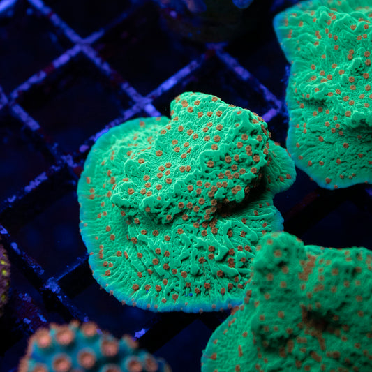 Season's Greetings Montipora