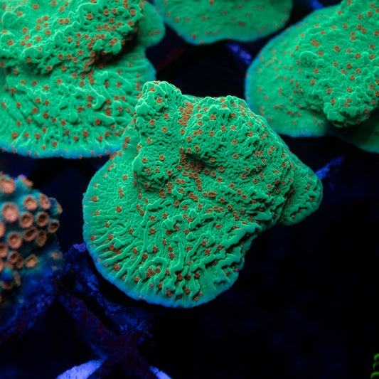 Season's Greetings Montipora