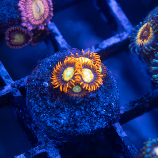 Shatterfield Zoa