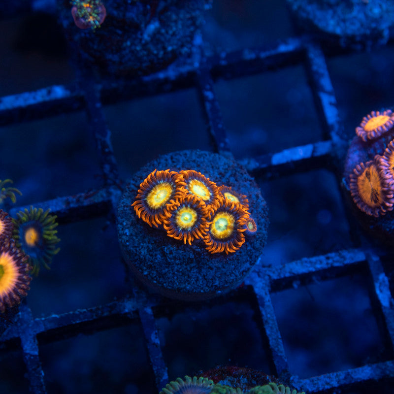 Shatterfield Zoa