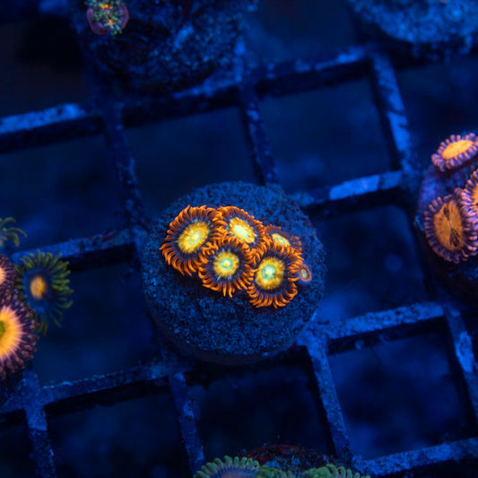 Shatterfield Zoa