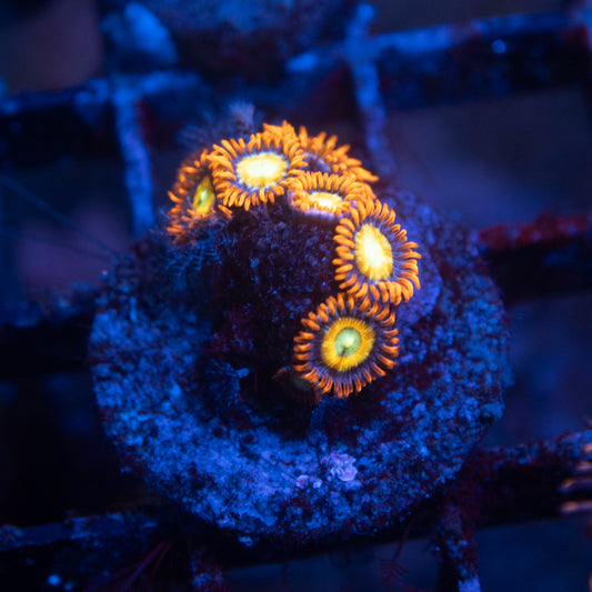 Shatterfield Zoa