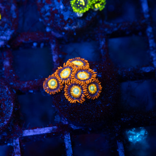 Shatterfield Zoa
