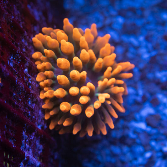 Sherman Bubble Tip Anemone