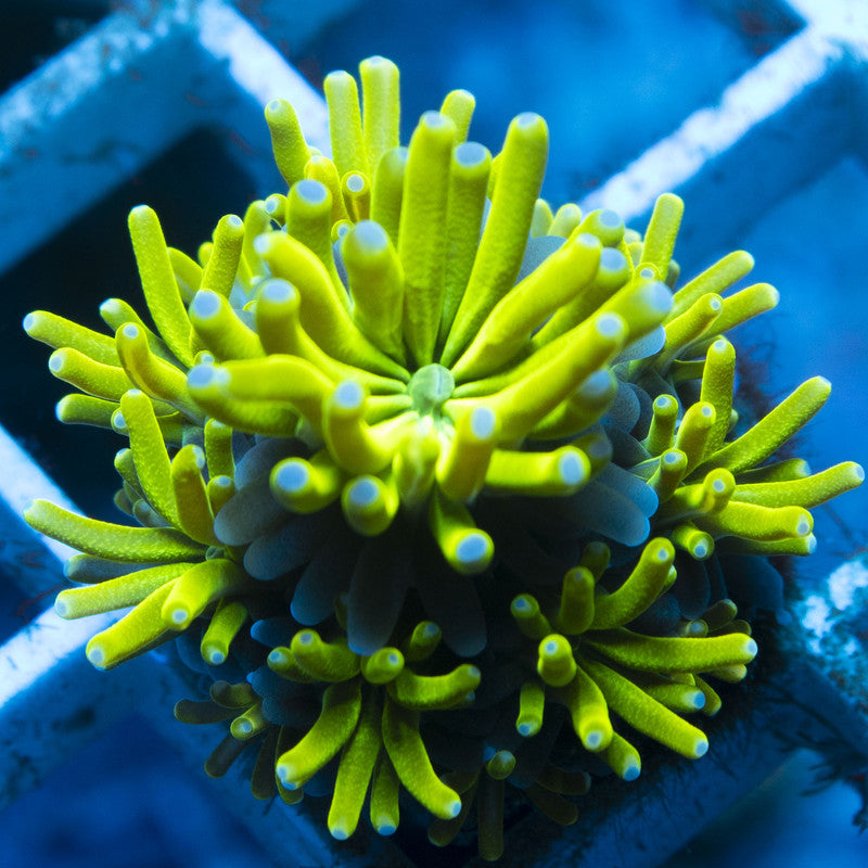 Shockwave Galaxea live coral for reef aquarium