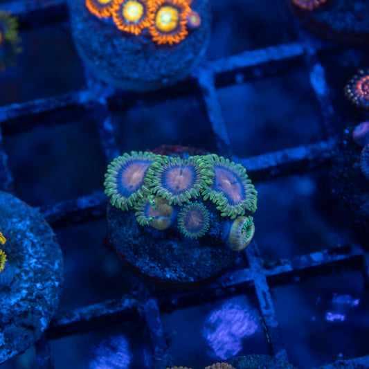 Skid Row Zoa