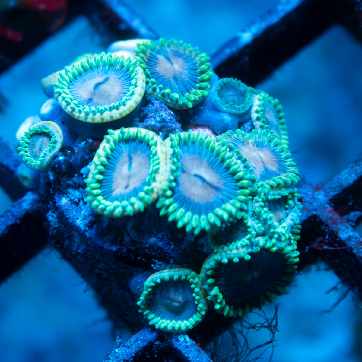 Skid Row Zoa live reef coral - AquaGemCorals
