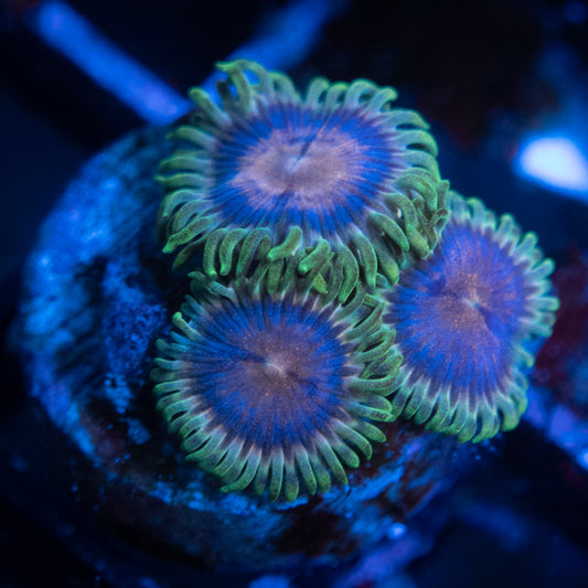 Skid Row Zoa WYSIWYG coral from AquaGemCorals