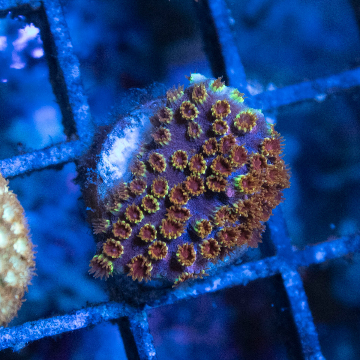 Skittles Bomb Cyphastrea coral frag from AquaGem Corals