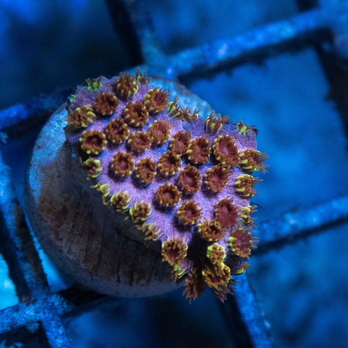 Skittles Bomb Cyphastrea coral frag from AquaGem Corals