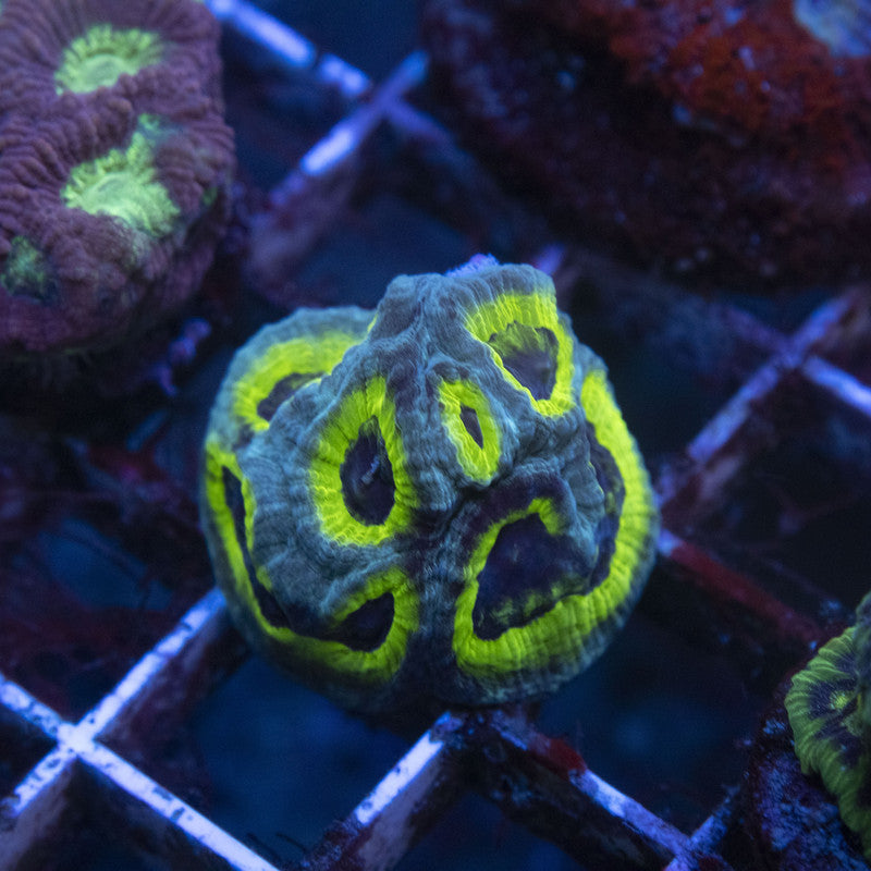 Slightly Sinister Favia (4)