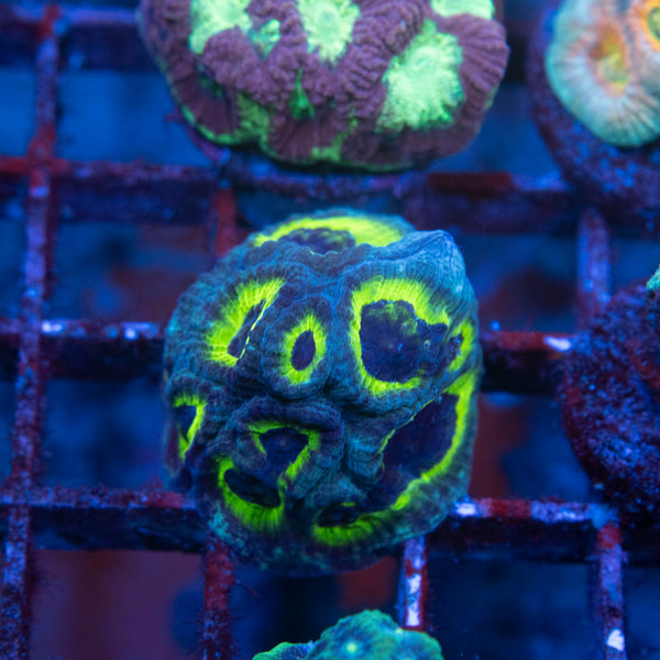 Slightly Sinister  Favia