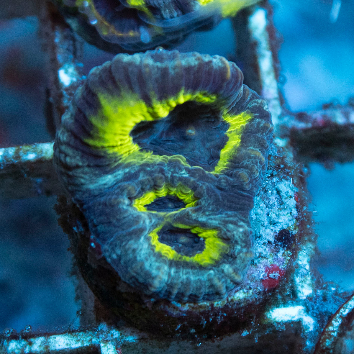 Slightly Sinister Favia coral frag from AquaGem Corals