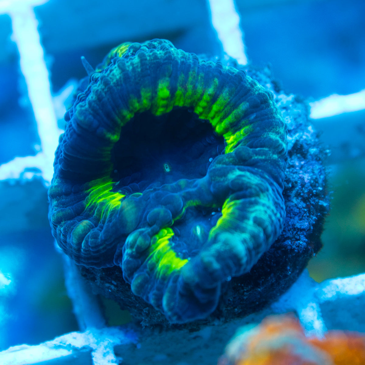 Slightly Sinister Favia live reef coral - AquaGemCorals
