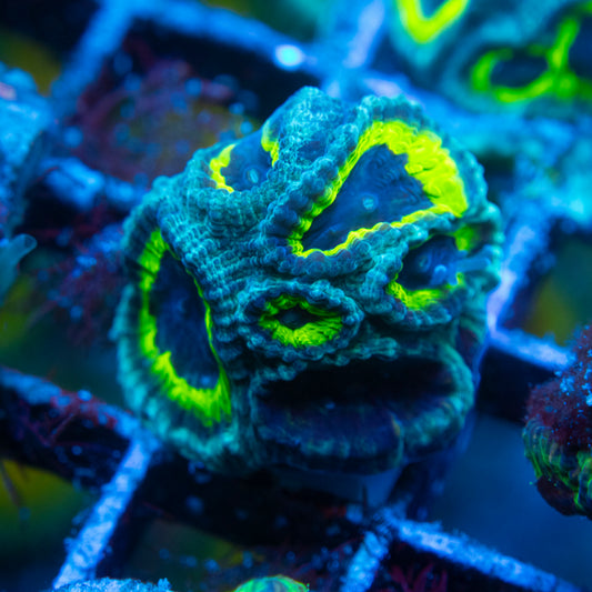 Slightly Sinister Favia WYSIWYG coral from AquaGemCorals