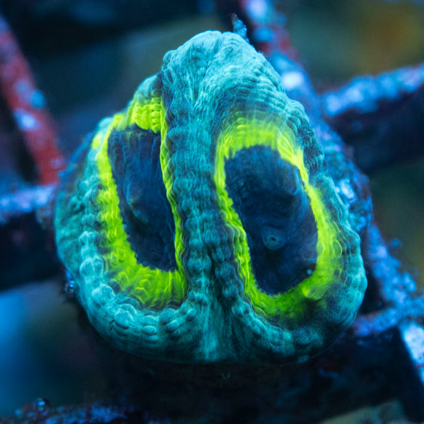 Slightly Sinister Favia