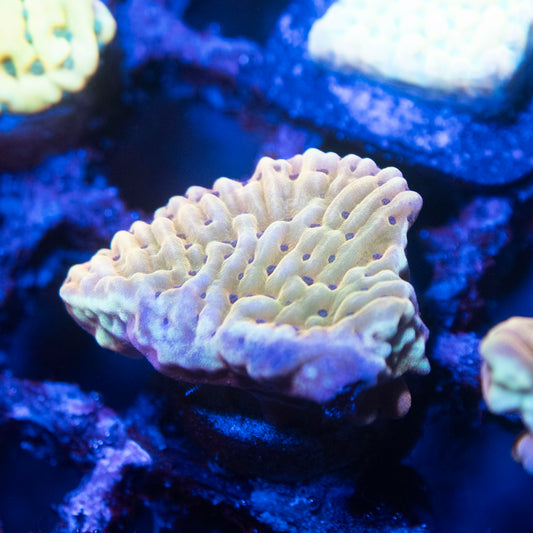 Slow Burn Montipora