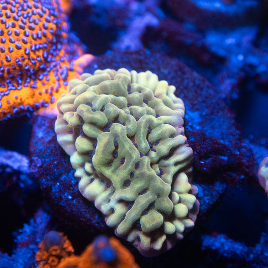 Slow Burn Montipora
