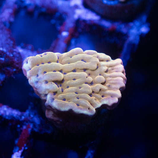 Slow Burn Montipora