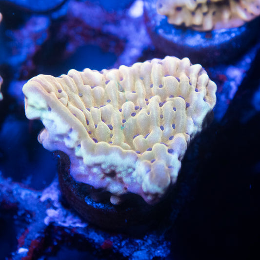 Slow Burn Montipora
