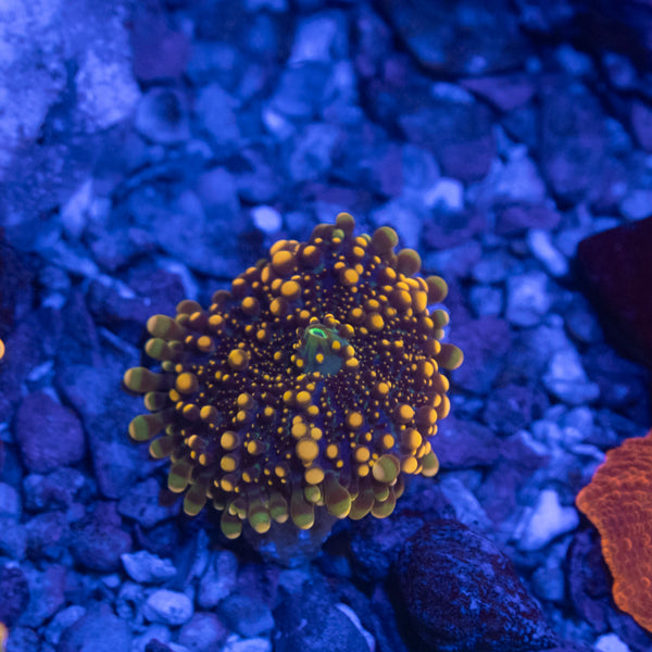 Small Orange Yuma Mushroom