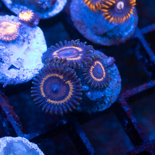 Solar Flare Zoa