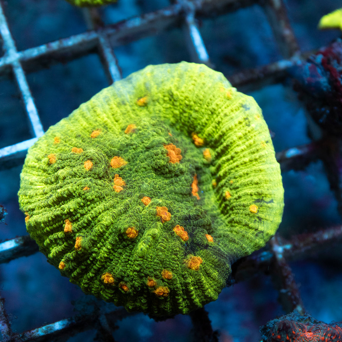 Space Invader Chailce coral frag from AquaGem Corals