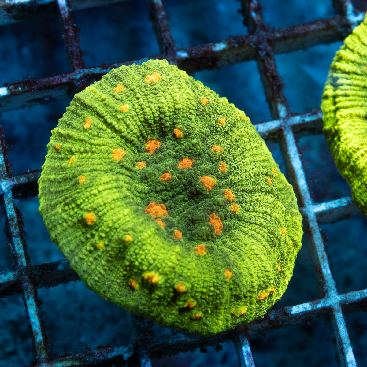 Space Invader Chailce coral frag from AquaGem Corals