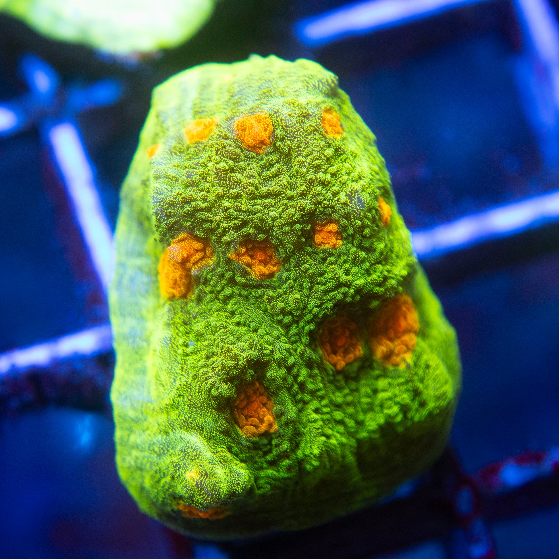 Space Invader Chalice (1) WYSIWYG coral from AquaGemCorals