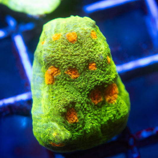 Space Invader Chalice (1) WYSIWYG coral from AquaGemCorals