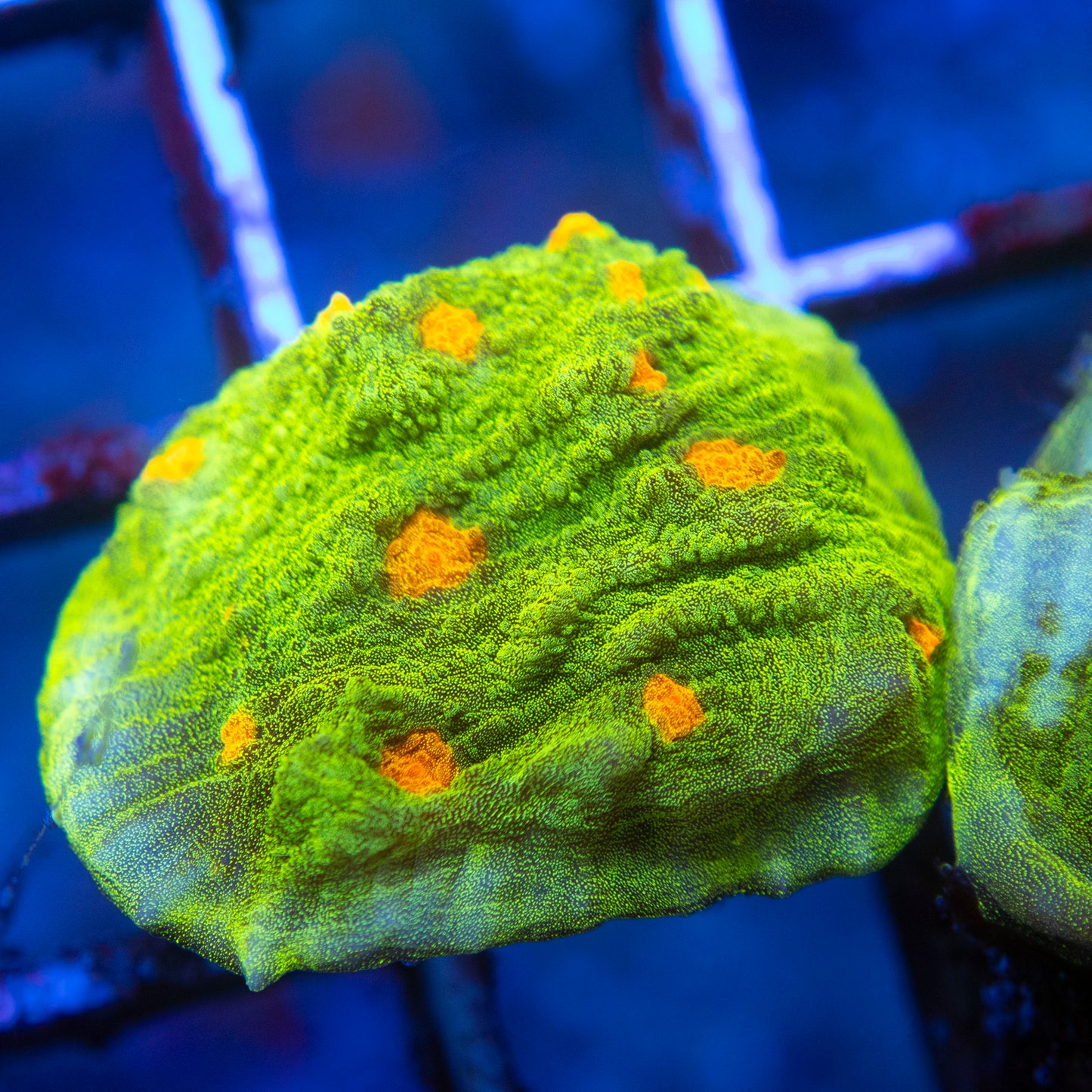 Space Invader Chalice (2) WYSIWYG coral from AquaGemCorals