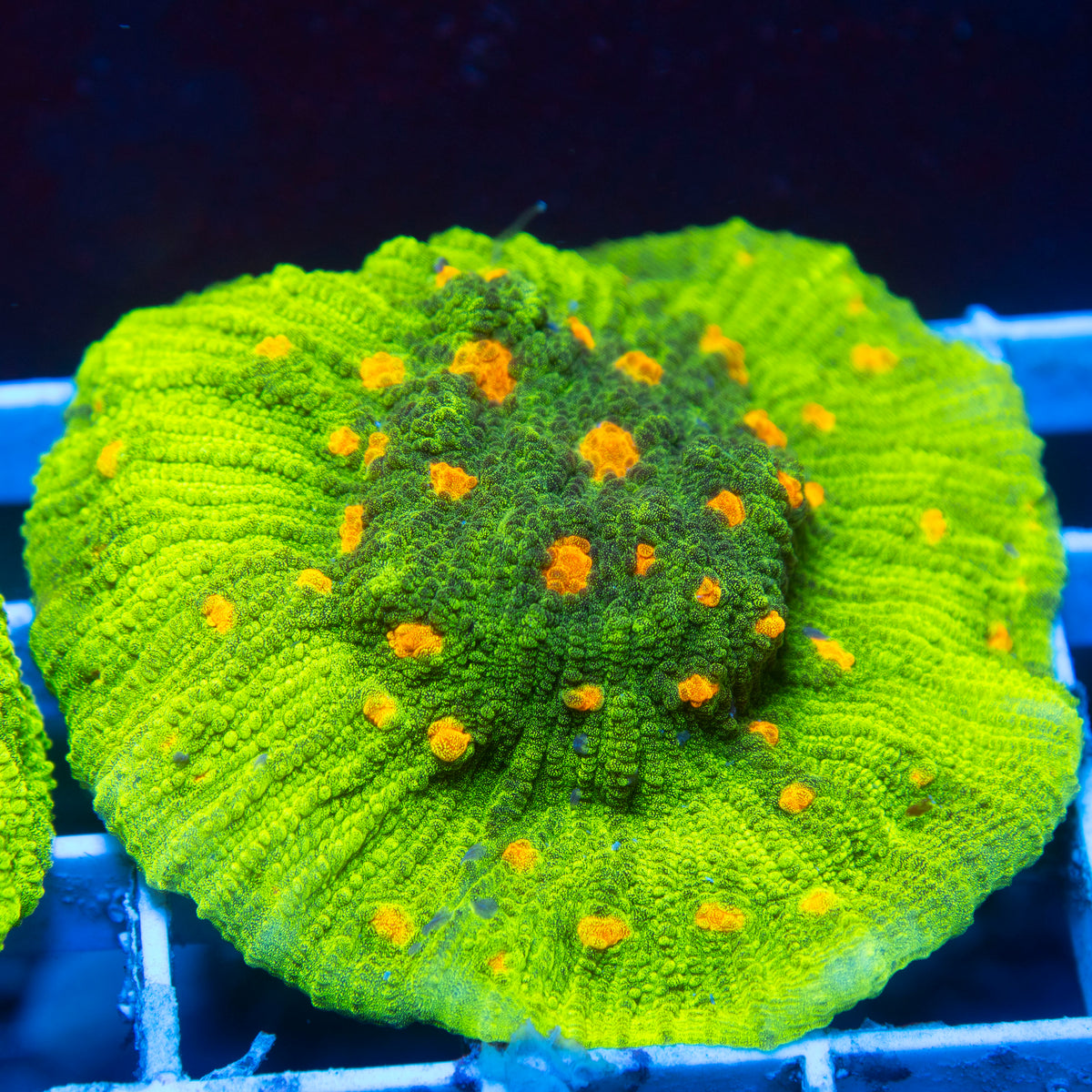 Space Invader Chalice live reef coral - AquaGemCorals
