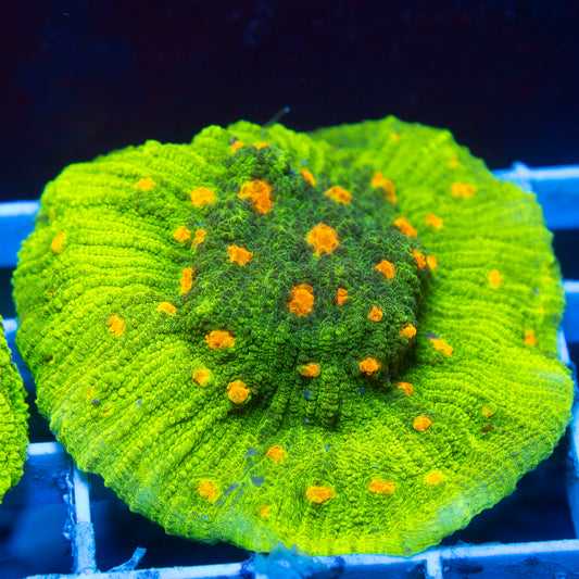 Space Invader Chalice live reef coral - AquaGemCorals