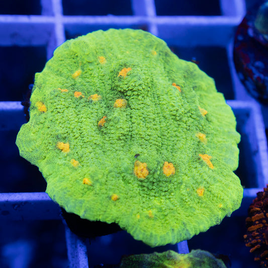 Space Invader Chalice - AquaGemCorals